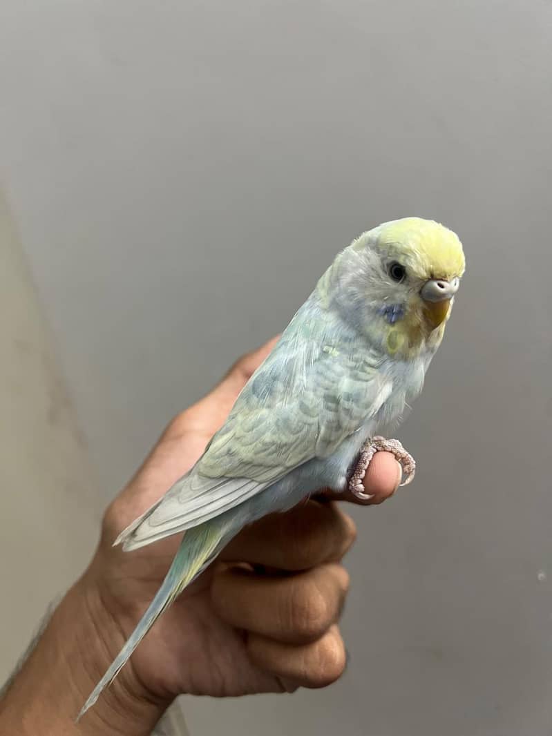 Rainbow  king working 2