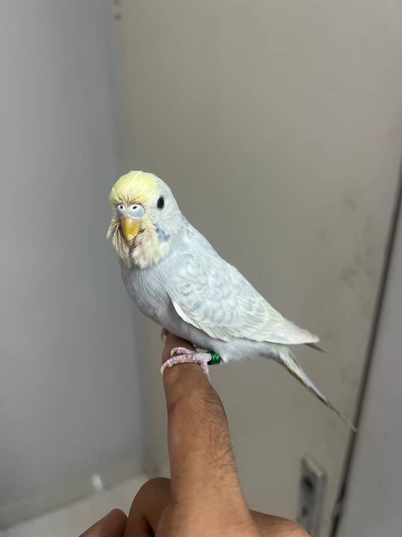 Rainbow  king working 3