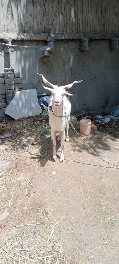Andoo bakra (6 daant) urgent selling contact 0311-2012172