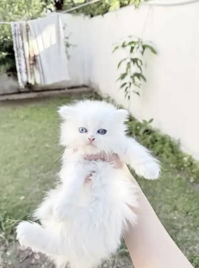 persian cat for sale Laiba WatsapppNumber0318-8125-506