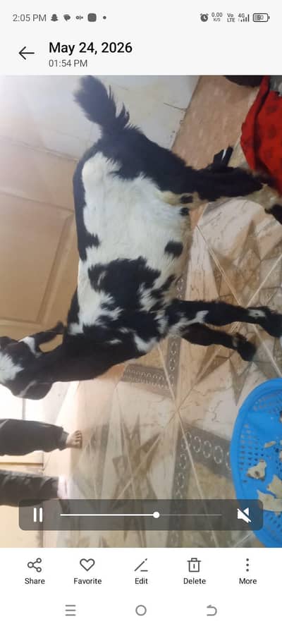 goat male bacha