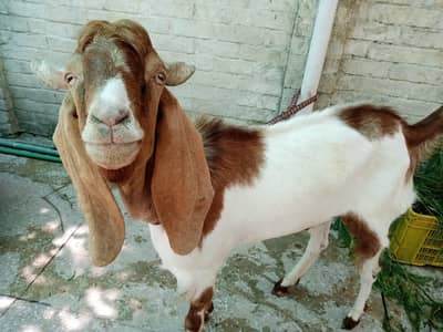 Desi Goat For Qurbani