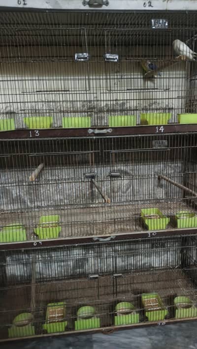 love birds cage