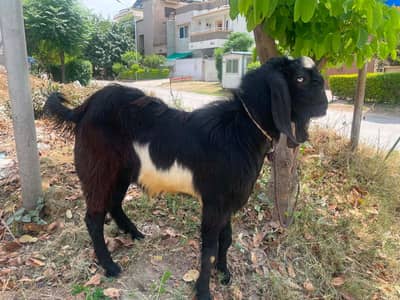 Qurbani Bakra for sale.