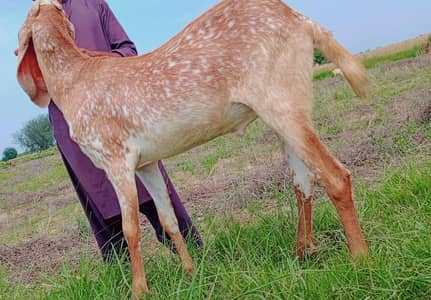 makhi cheny bakry for sale