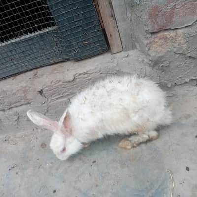 rabbits pair breeders home breed