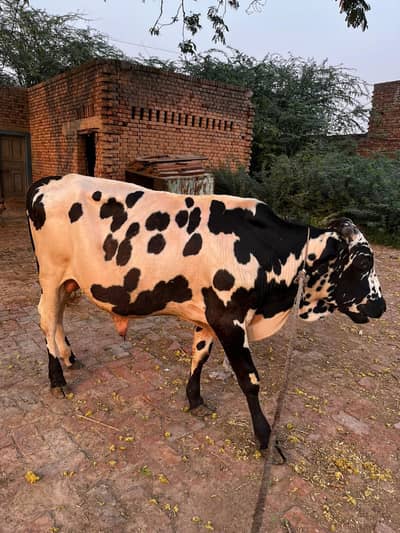 bull for sale