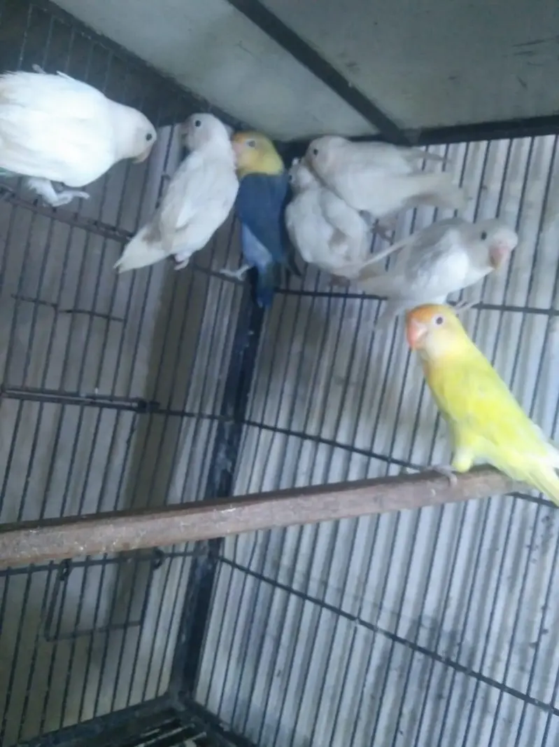 albino Red eyes into albino split red eyes pair with DNA — photo 3