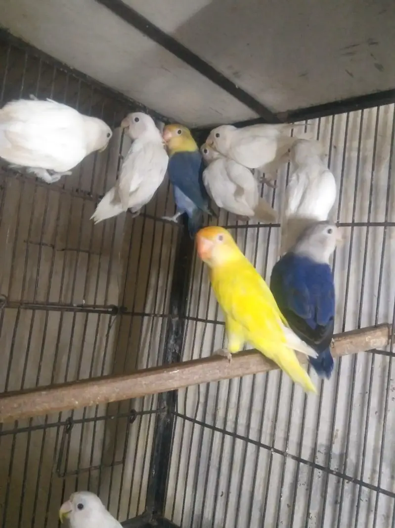 albino Red eyes into albino split red eyes pair with DNA — photo 4