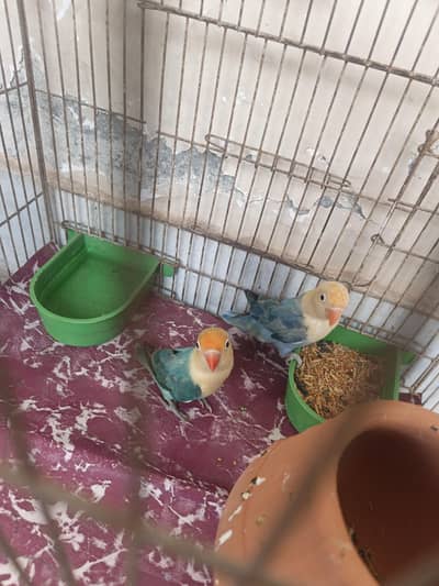 Parblue Opaline Breeder Lovebird Pair