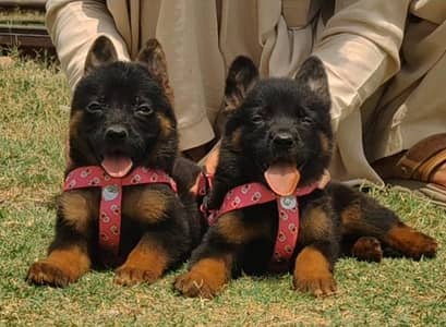 German shepherd puppies for sale / puppy / GSD pup / 03710650082