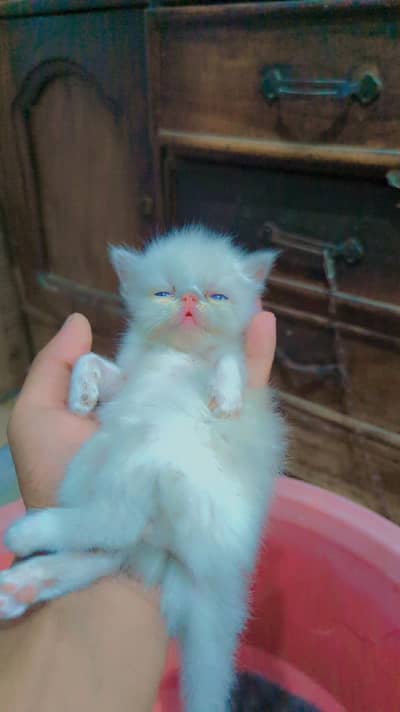 pikikitten