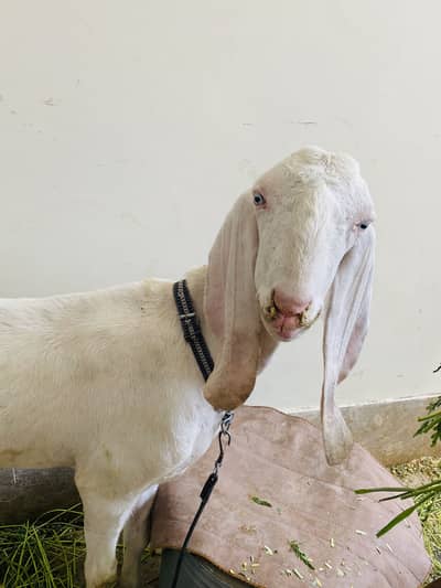 White Rajanpuri Dunda Khasi Bakra for qurbani