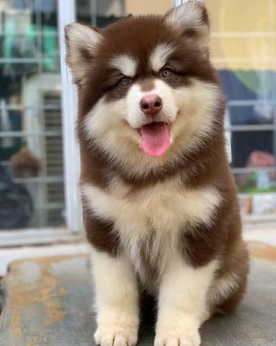 SUPER WOLLY HAIRS SIBIREAN HUSKY PUPPY FOR SALE