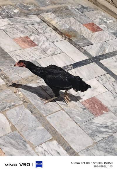 female aseel murgi pure location khushab