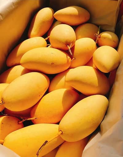 MANGO Mir purr