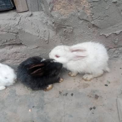 cute rabbit babies (bunnies)