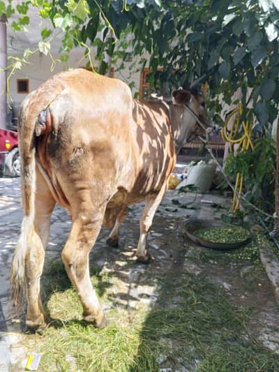 big cow