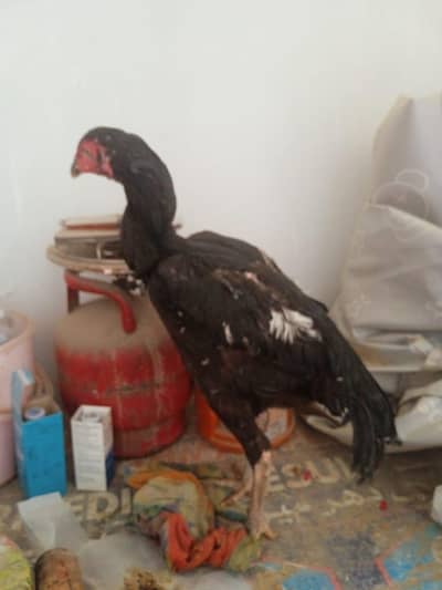 ASEEL PTHA FOR SALE