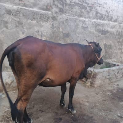 cow sell