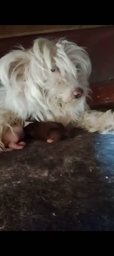 Kitty Italian  puppy