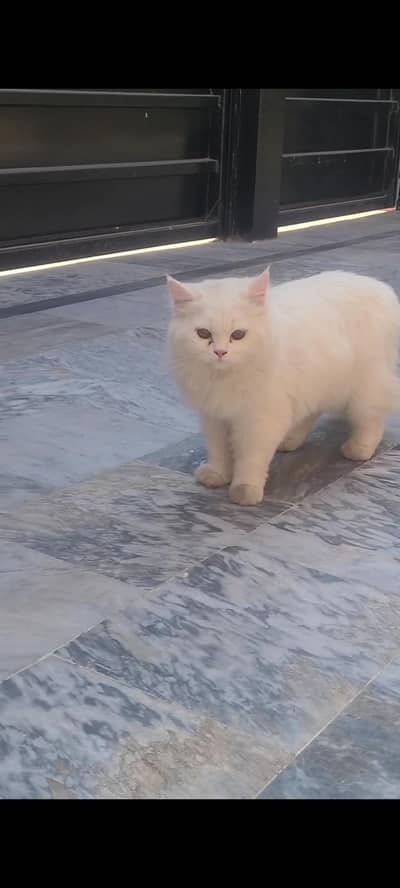 Pure persian female cat