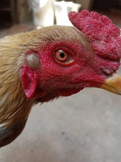 Sindhi murga , hen