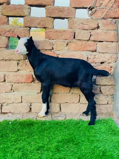 taddy bakra