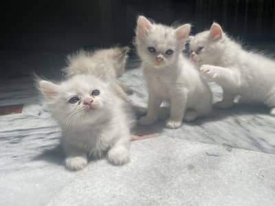 persion kittens pairs for sale
