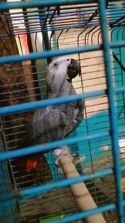 Gray parrot