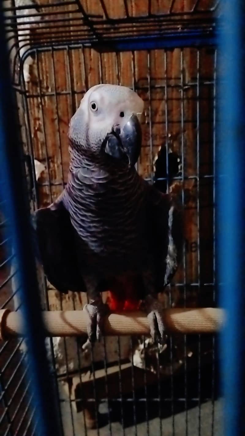 Gray parrot 1