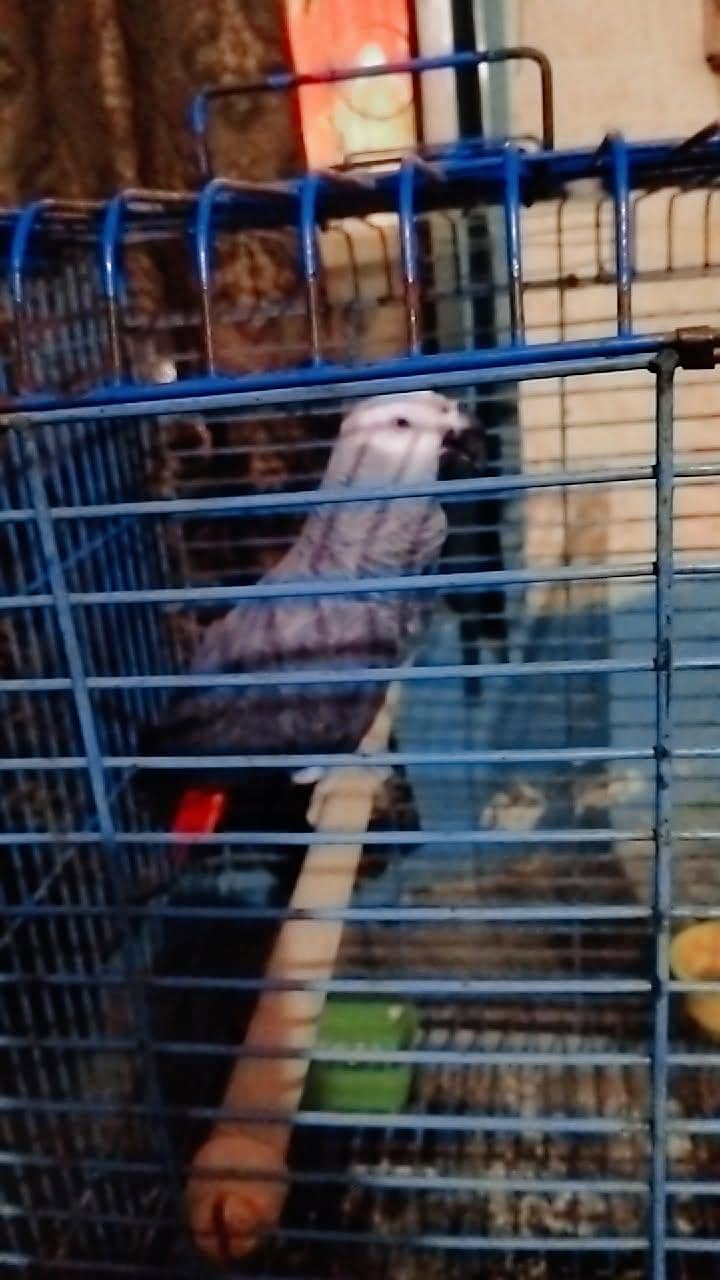 Gray parrot 2