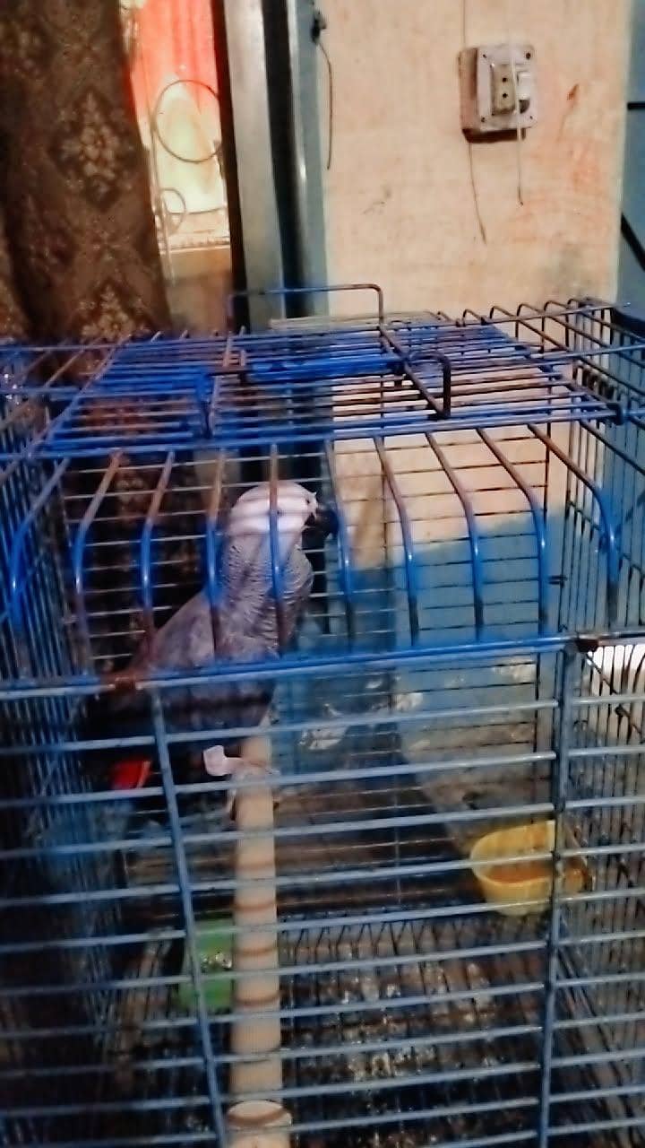 Gray parrot 3