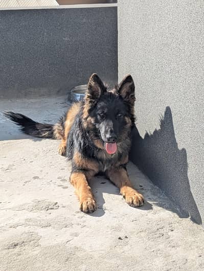 German shephered female for sale
