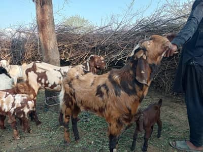 qurbne ka Bakra  for sale do da ha
