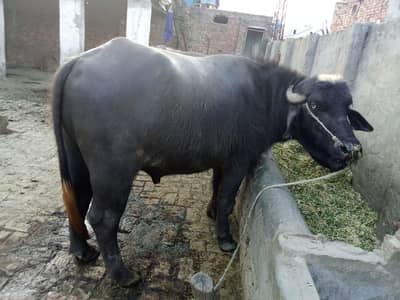 Qurbani 2026