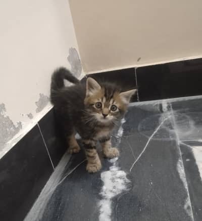 Persian Male Kitten ( 3 Months Old)