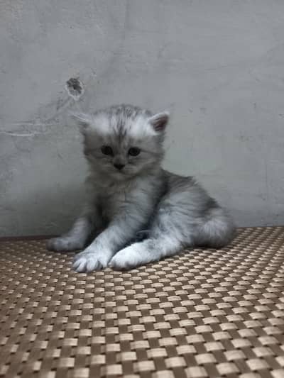 female persian kitten for sale