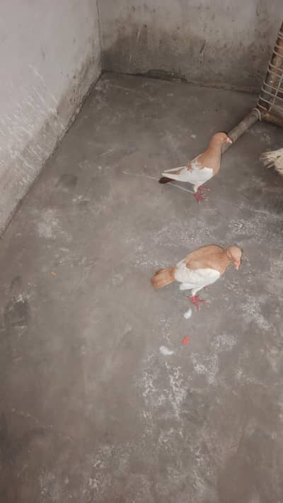 danish breeder piece hy