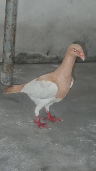 danish breeder piece hy