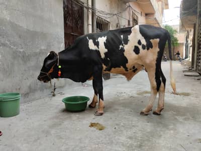 Quick Qurbani Janwar sale