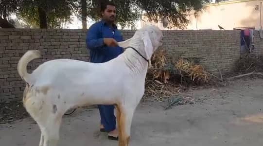 Qurbani lagne wala Rajanpuri Gulabi Bakra for sale/-03134947622