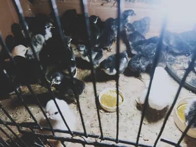 Home Breed Astralope chicks 43  for sale