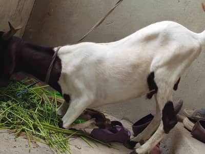 Bakra for sale