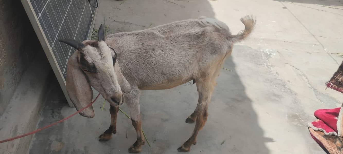 Bakri 0