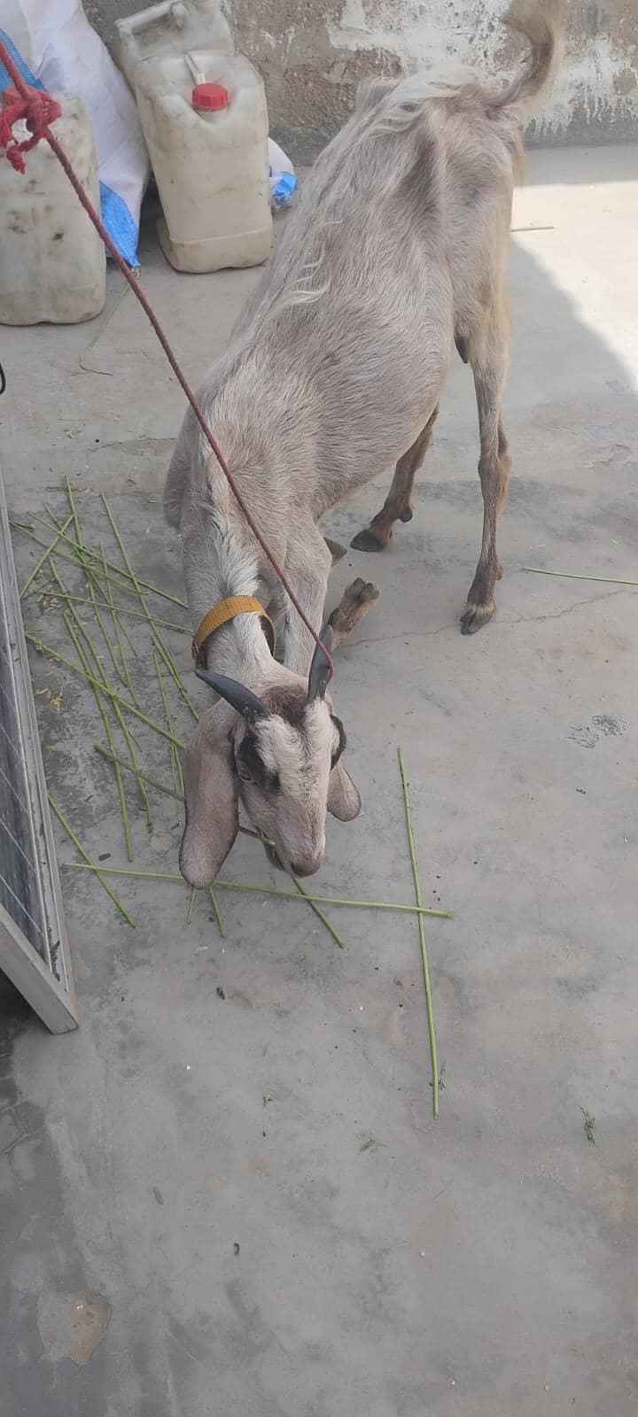 Bakri 1