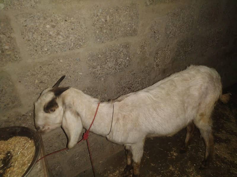 Bakri 2