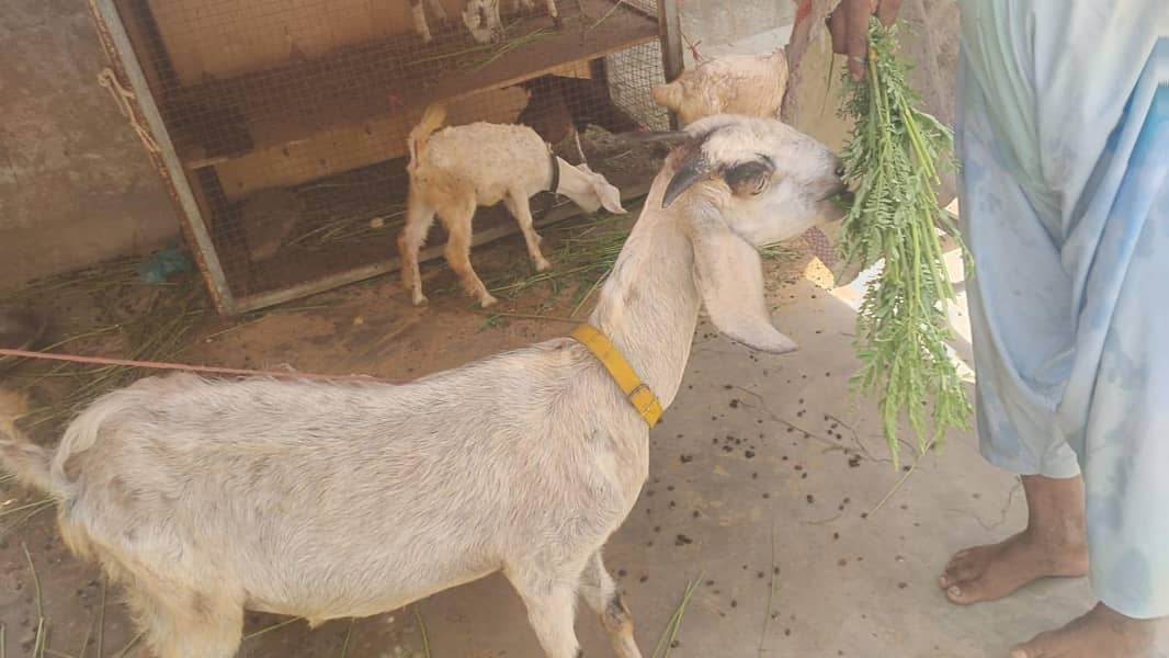 Bakri 3