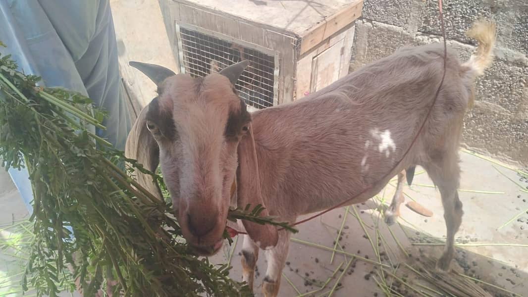 Bakri 4