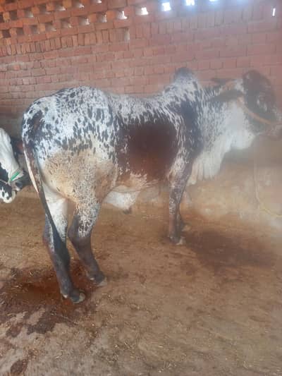 2 dant bull
